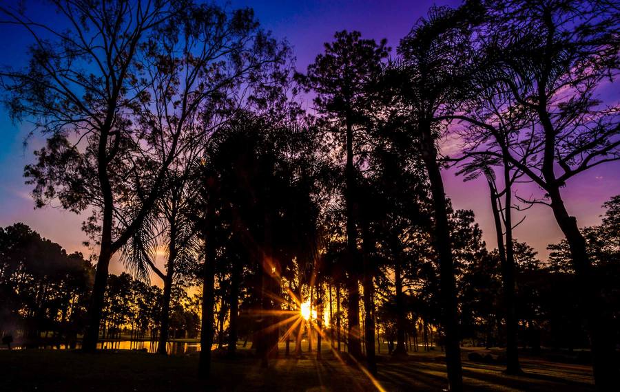 Nascer do sol entre os eucaliptos do campo de golfe, com a luz atravessando os troncos