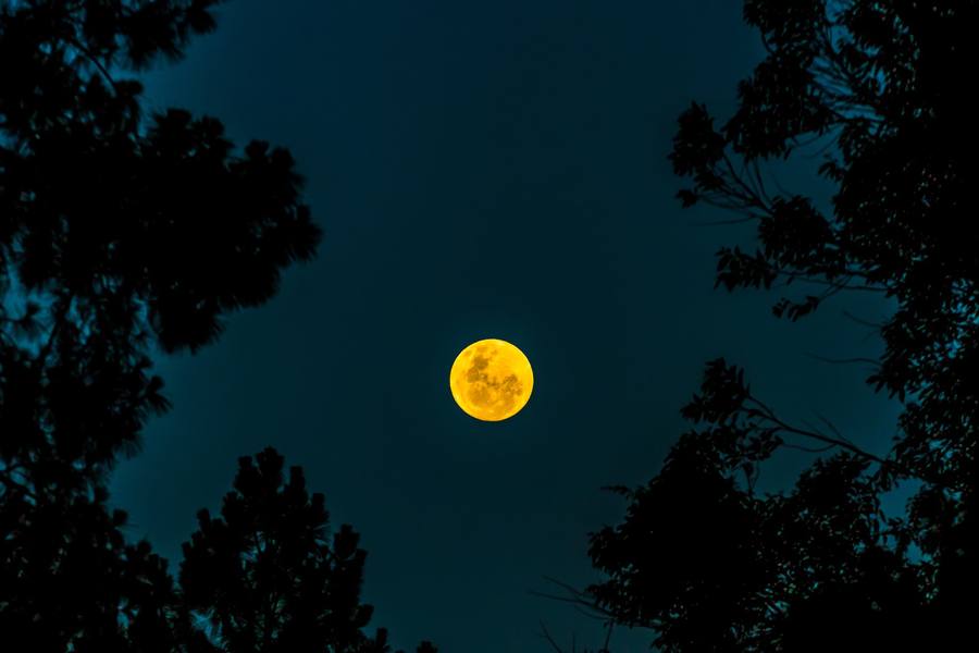 Lua cheia entre as copas das árvores, no céu ainda azul