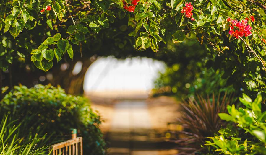 Jardim florido com a luz atravessando as folhas
